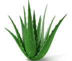 Aloe Vera Powder