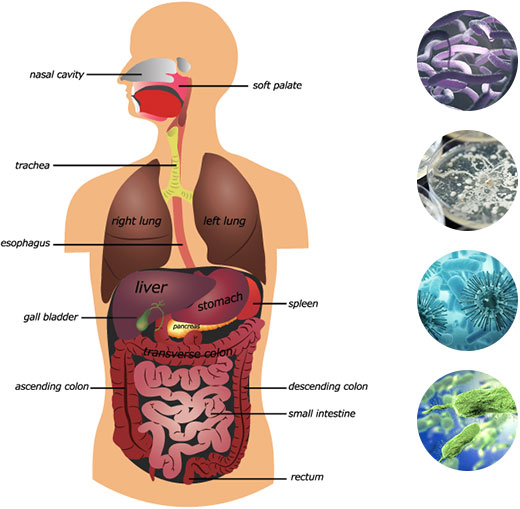 top ranked probiotics