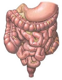 colon