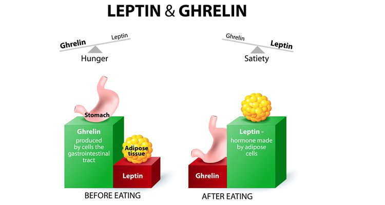 leptin_ghrelin