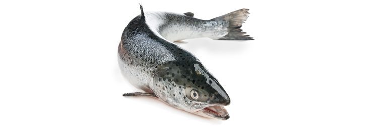 Salmon